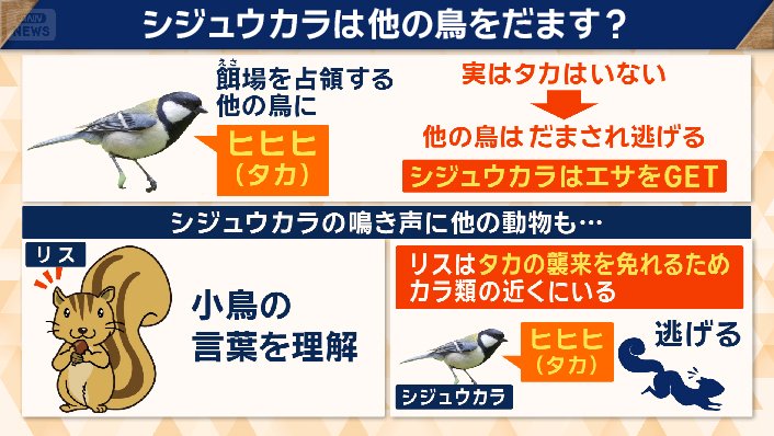 餌場を占領する他の鳥に、「ヒヒヒ(タカがいる)」という鳴き声を聞かせる