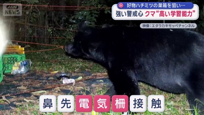 鼻先が電気柵に接触