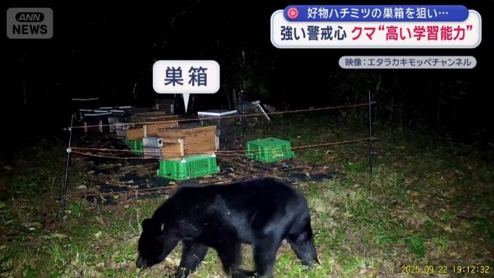 養蜂場に度々現れていたクマ