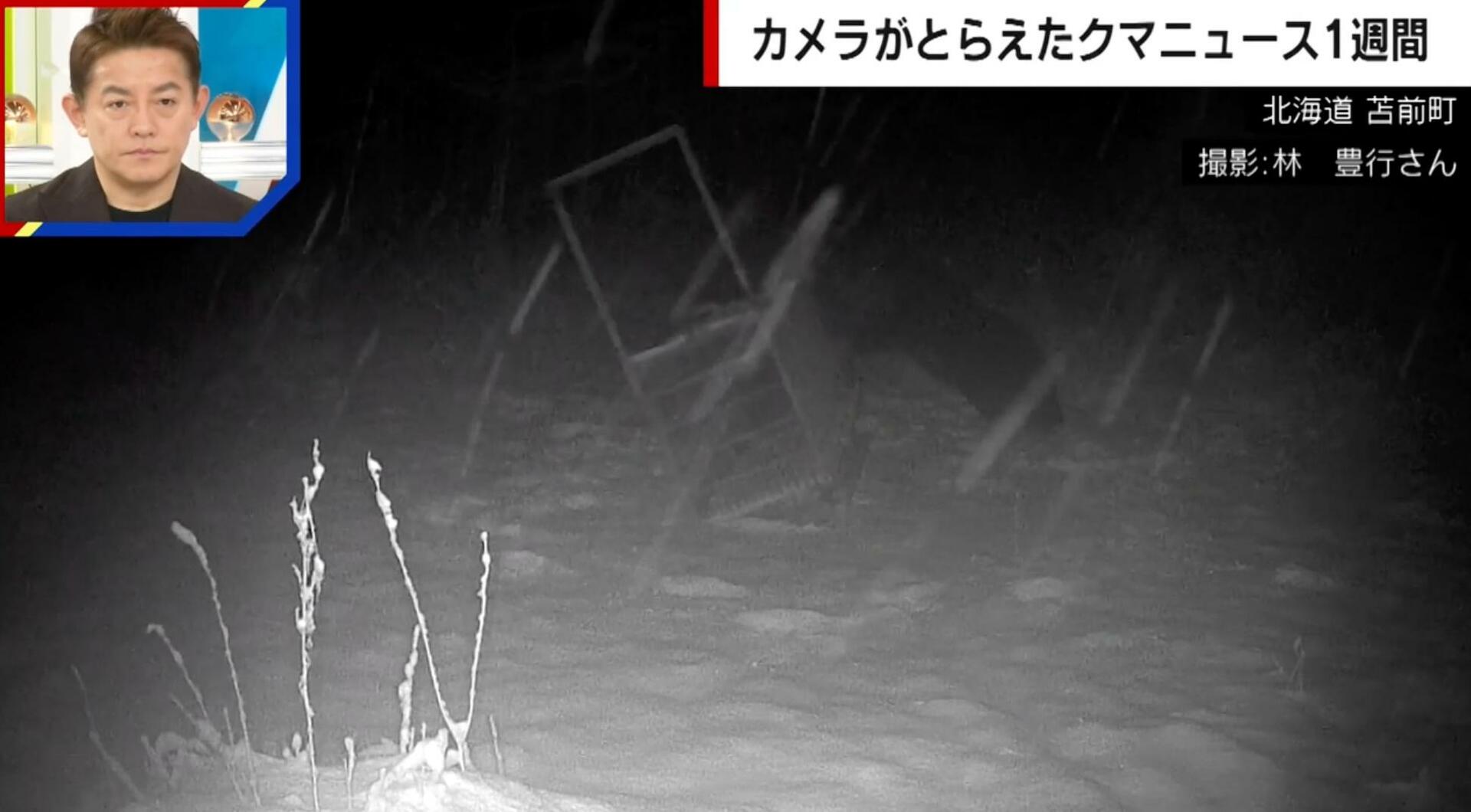 推定400キロの巨大クマ、箱ワナをなぎ倒す衝撃の一部始終 “仕掛け”を狙った行動か