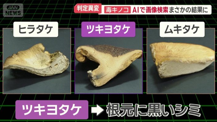 ツキヨタケだけが根元に黒いシミ