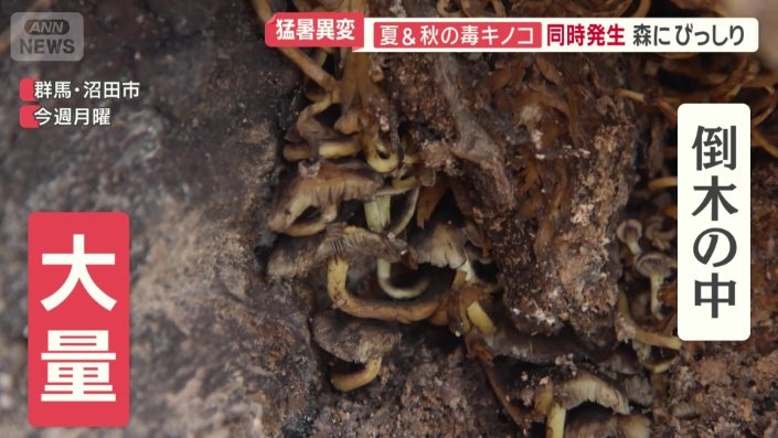 倒木の中にも大量のニガクリタケ