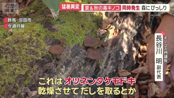 オツネンタケモドキ