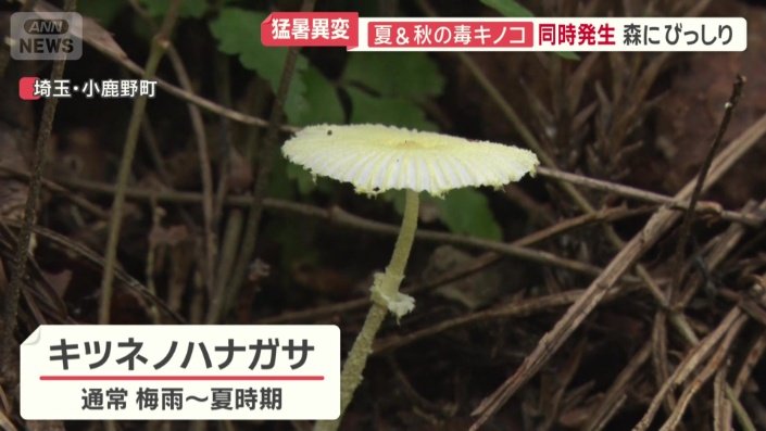 キツネノハナガサ