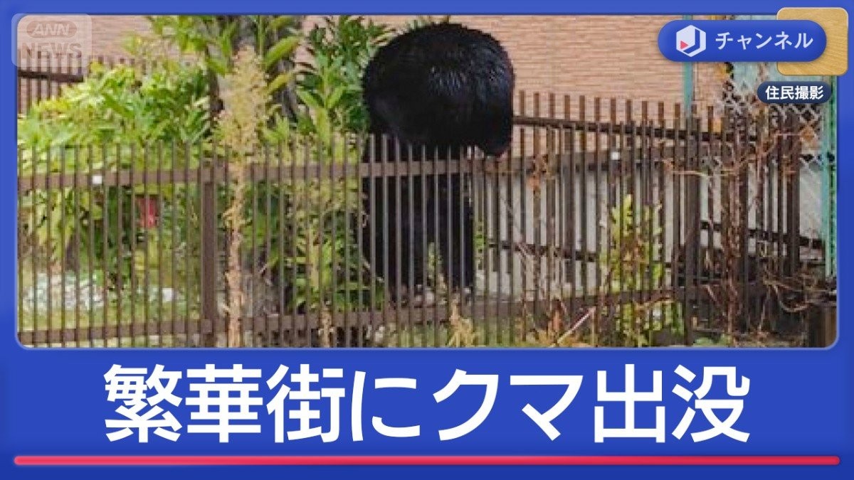繁華街や小学校にクマ続出　出没いつまで？専門家が解説