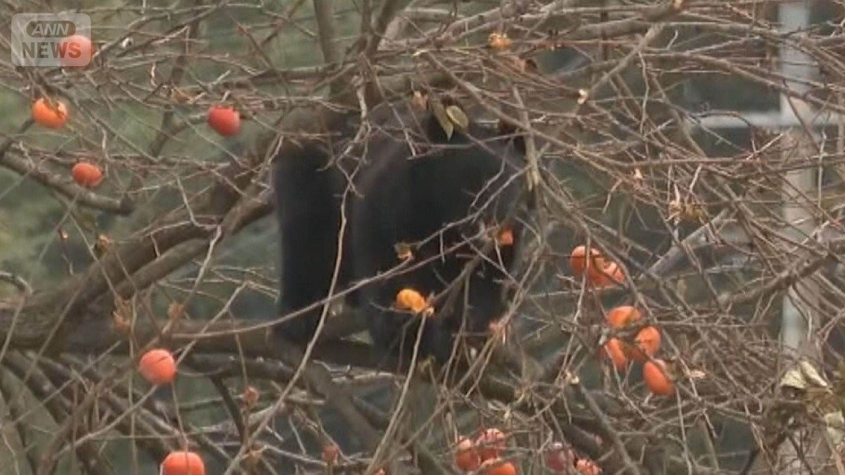 クマ好物「柿の木」伐採進む…思い出の木に葛藤も　前橋市では1万円補助金に市民殺到