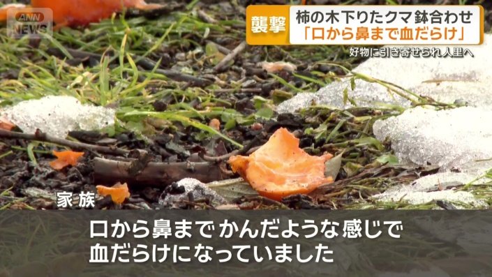 77歳の女性が柿の木にいたクマに襲われる