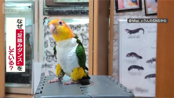 なぜ踊るの？小福ちゃん