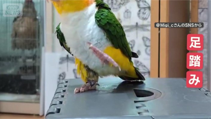 ペタペタ足踏み小福ちゃん