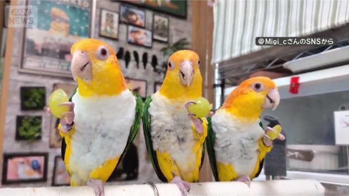 おやつを食べるインコたち
