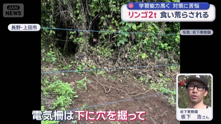 電気柵を設置したが何度もクマ侵入