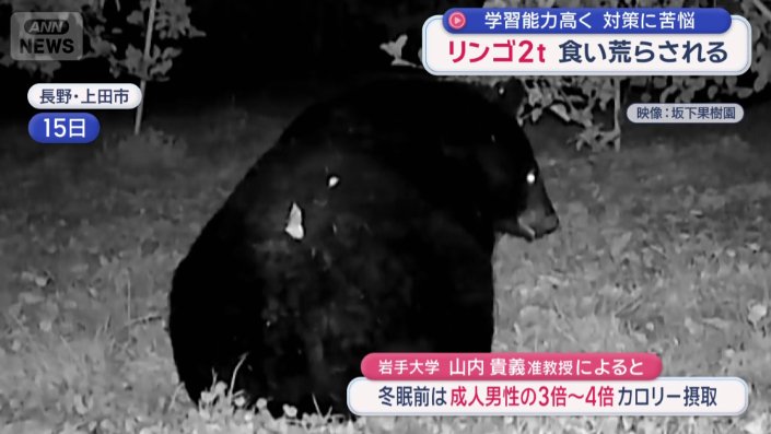 地面に落ちているリンゴを食べる