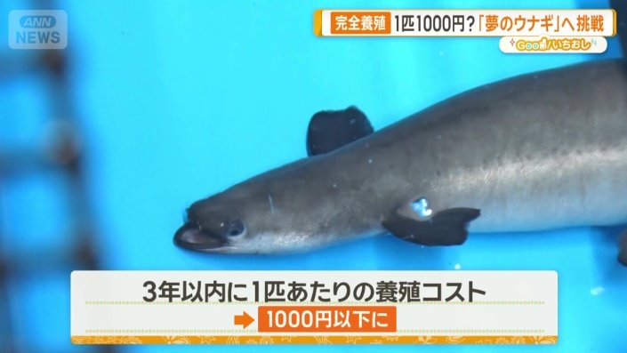 1匹あたり1000円に