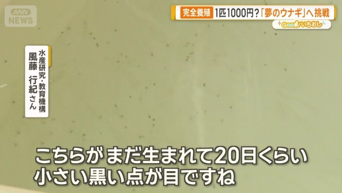 ウナギの赤ちゃん