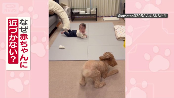 近づかない理由があるワン