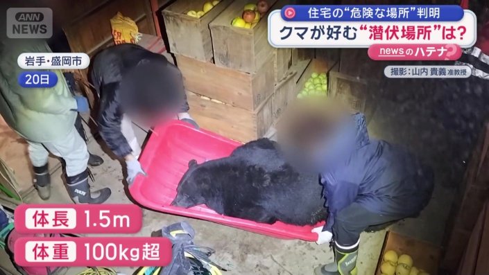 体長は約150センチ、重さは100キロ超