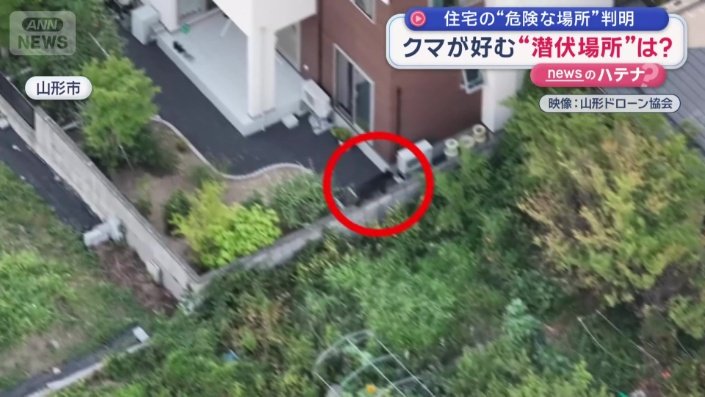 塀の上にクマの姿が