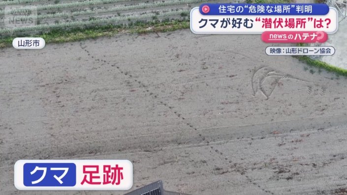 クッキリとクマの足跡