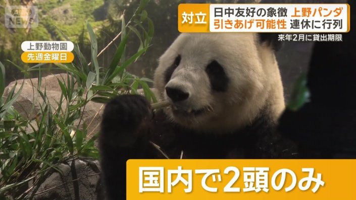 国内で飼育されているパンダは2頭のみ