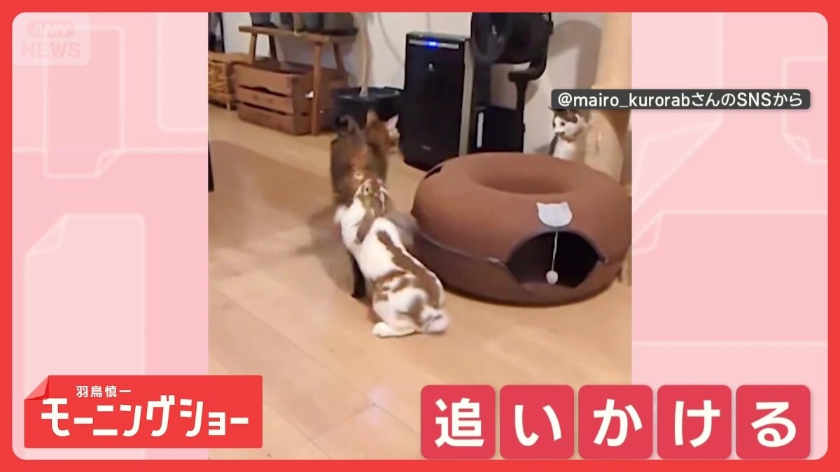 「猫を追いかけるピョン！」　猫の後ろをピッタリついていくウサギ　仲良しなの？