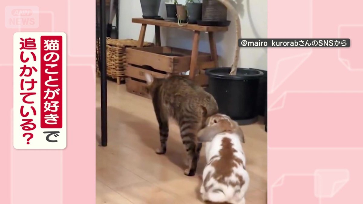 猫が好きで追いかけてる？