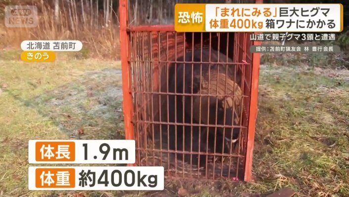 体長は1.9m、体重約400kgとみられるヒグマ