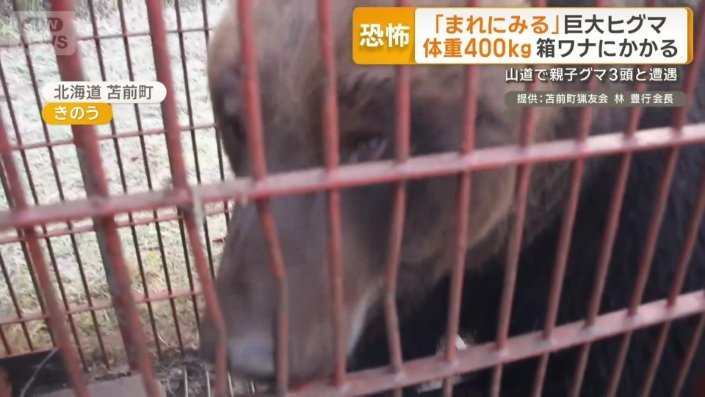 鋭い爪とうなり声で威嚇する巨大ヒグマ