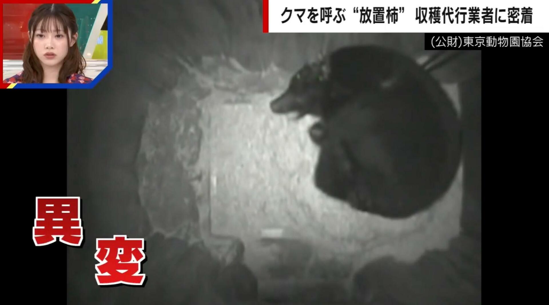 カメラが捉えた…クマが冬眠する様子 11月には冬眠するはずが“異例の事態”