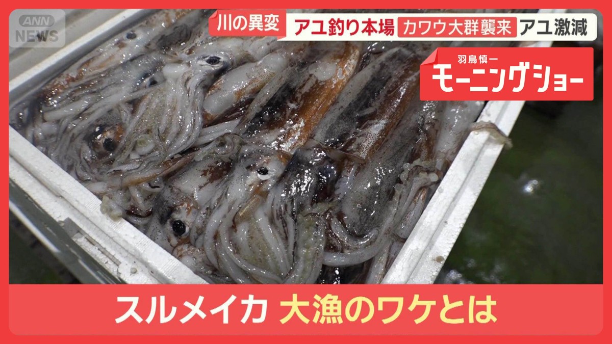 スルメイカ突然の漁停止　豊漁から一転　休漁で水槽ゼロ　漁師困惑「正月に餅食えん」