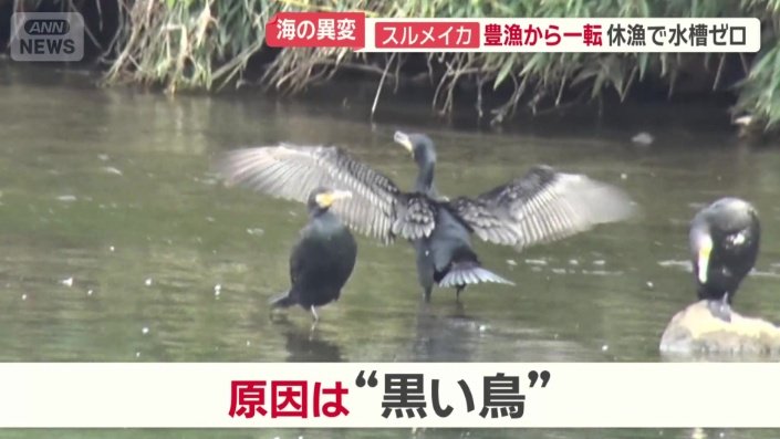 原因は“黒い鳥”