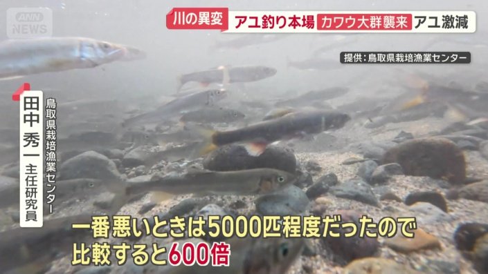 「今年の遡上は600倍」