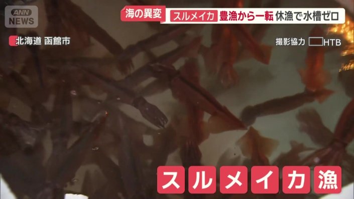 北海道のスルメイカ漁