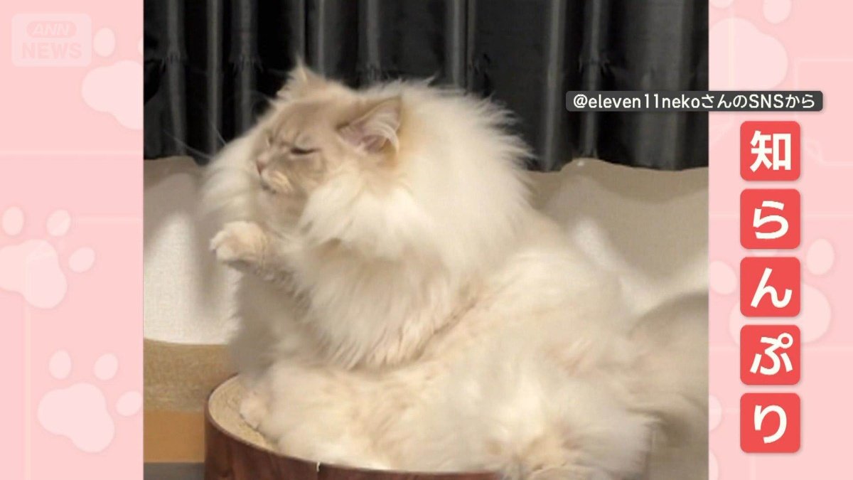 パパの声には知らんぷり