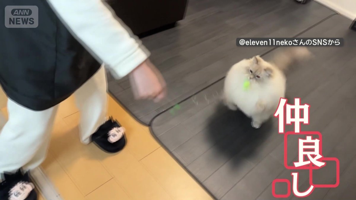 飼い主夫婦と仲良し