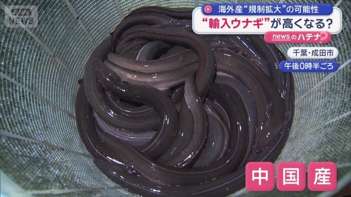中国産のウナギ