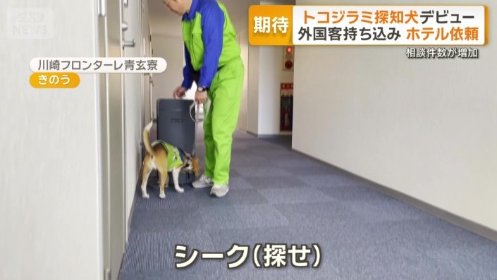 選手寮を嗅ぎ回る1匹の犬