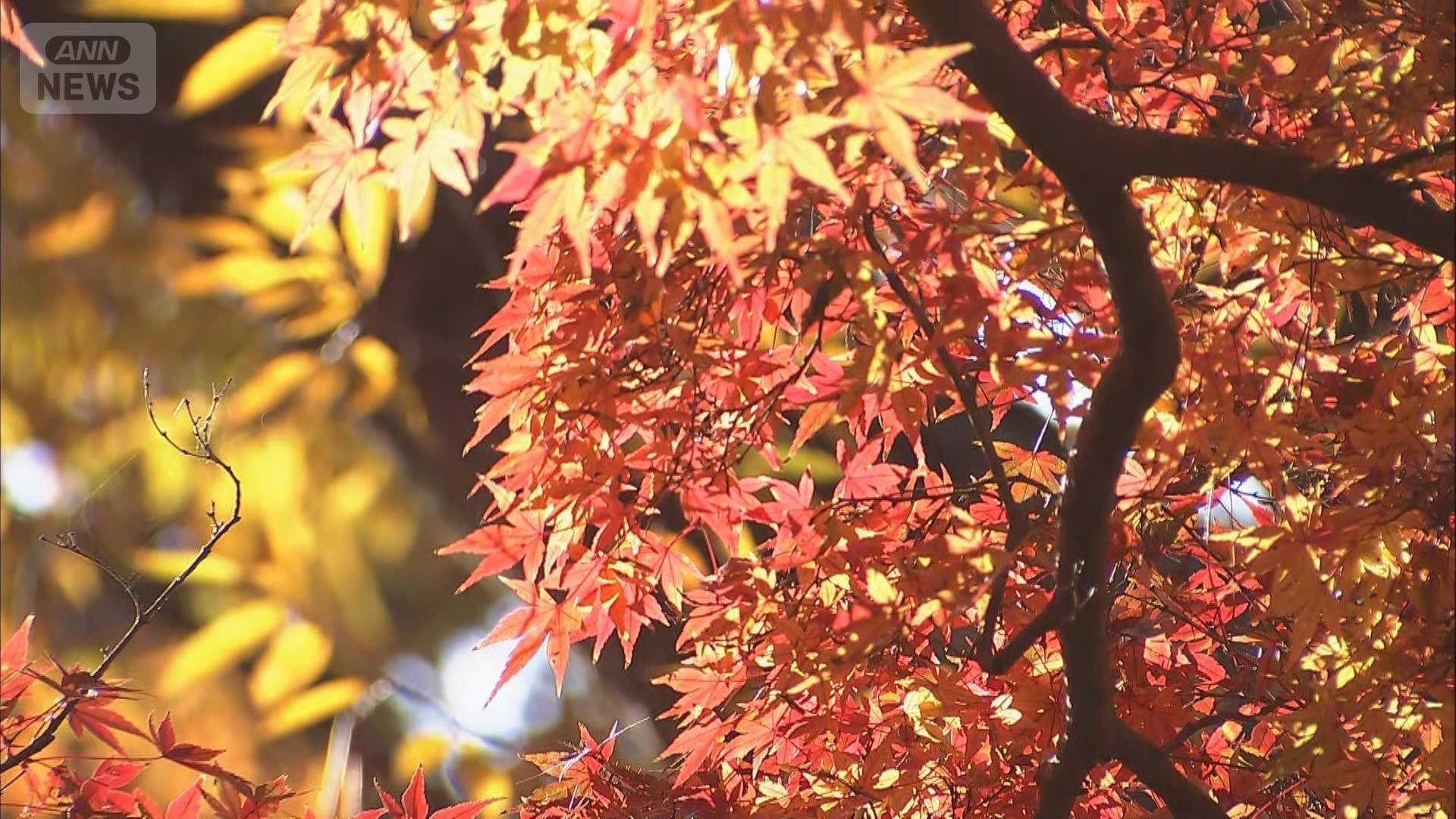 紅葉の見頃ピーク