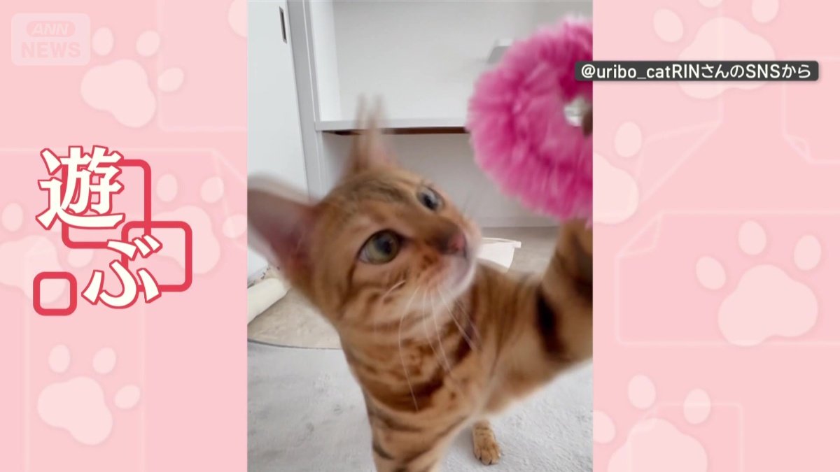 おもちゃで遊ぶ