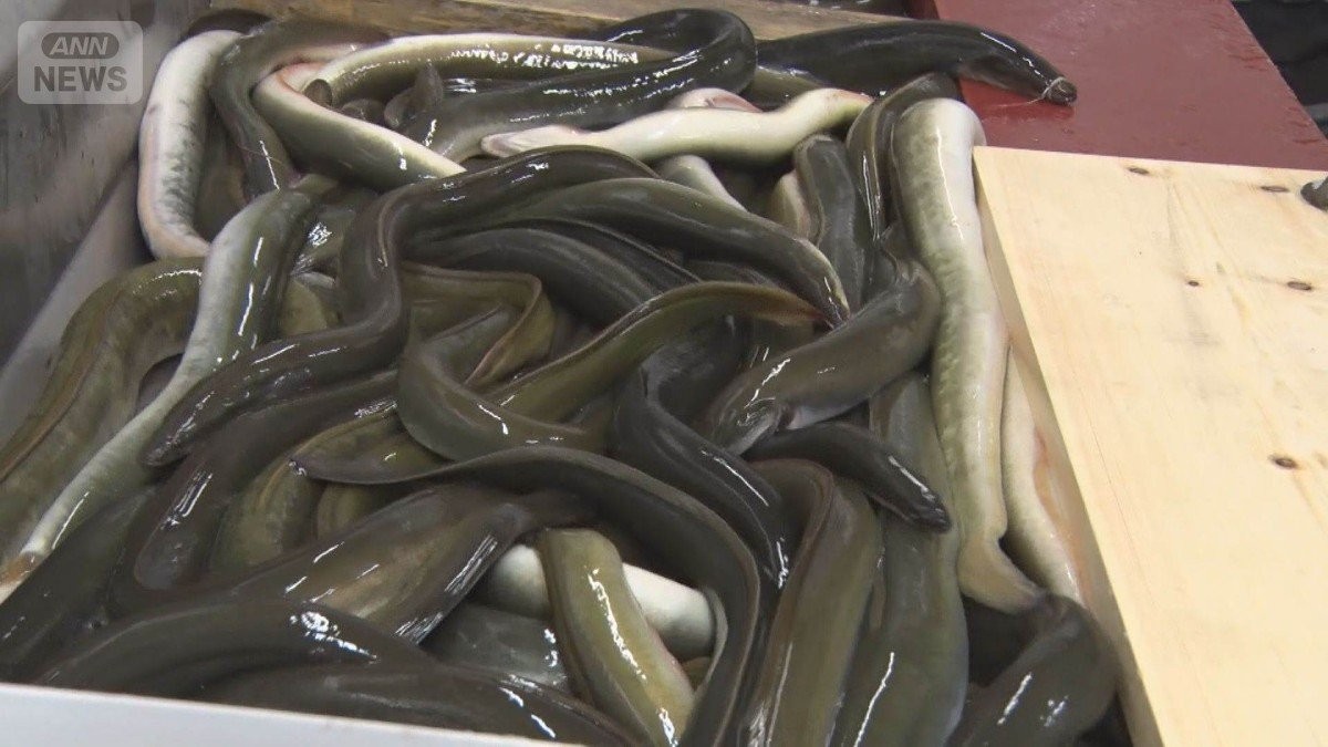 ウナギ全種の規制案を否決 反対100、賛成35 日本が主導し各国説得