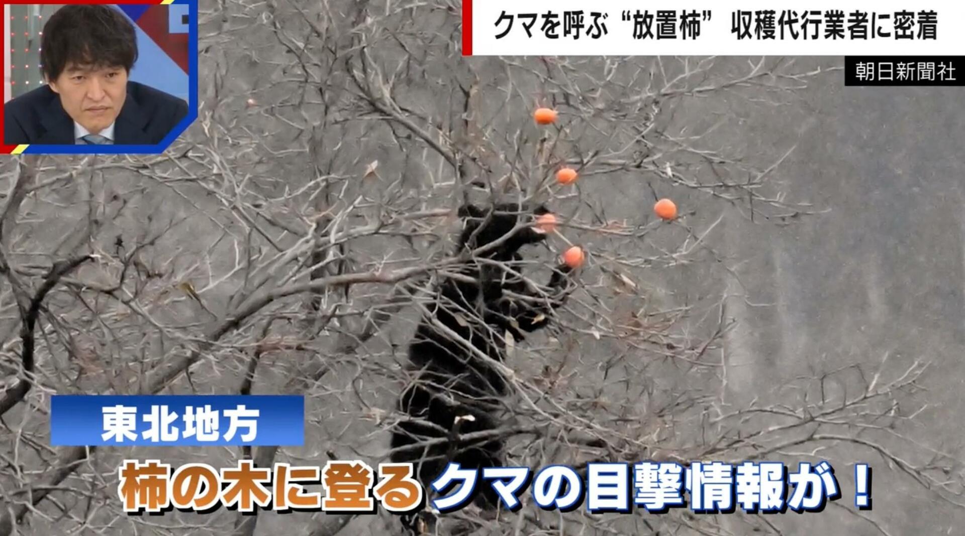 クマを呼ぶ“放置柿”問題 木の上にはクマ棚も… 収穫代行業者に依頼殺到「収穫費用は無料」「柿の加工品を販売」