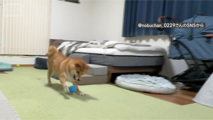 ボール遊びは楽しいワン