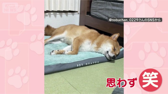 お昼寝中も鳴いちゃうワン