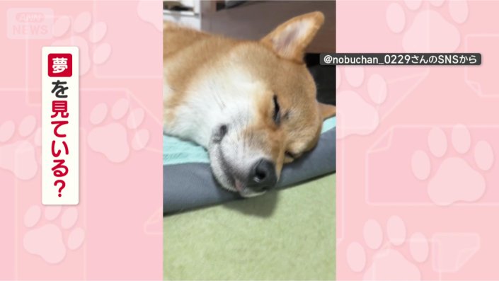 なぜ鳴いちゃうの？ごんちゃん