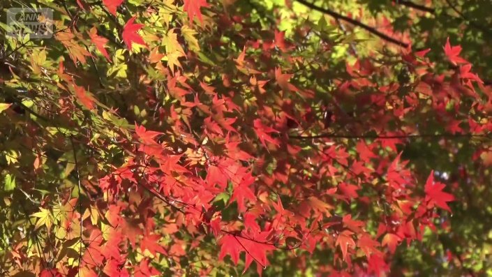 紅葉もラストスパート