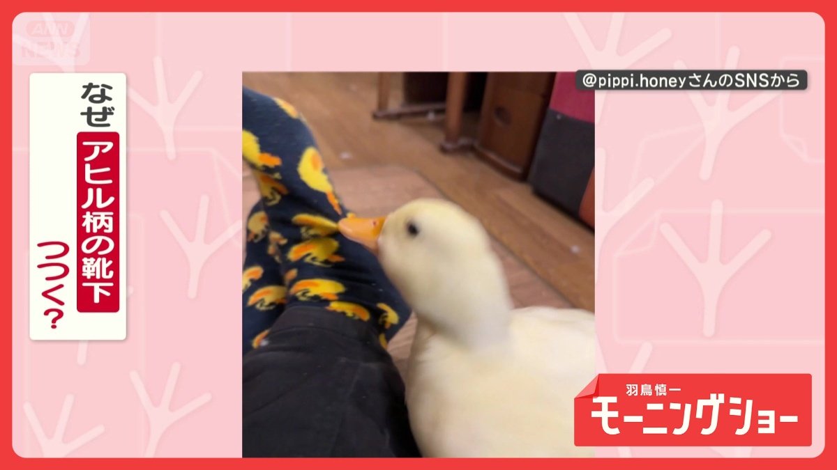 アヒル柄の靴下をつつくアヒルさん 引きちぎる勢いでグイグイ！ なぜつ