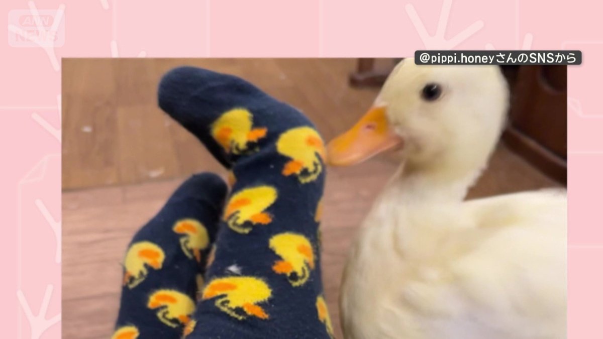 靴下を見つめる