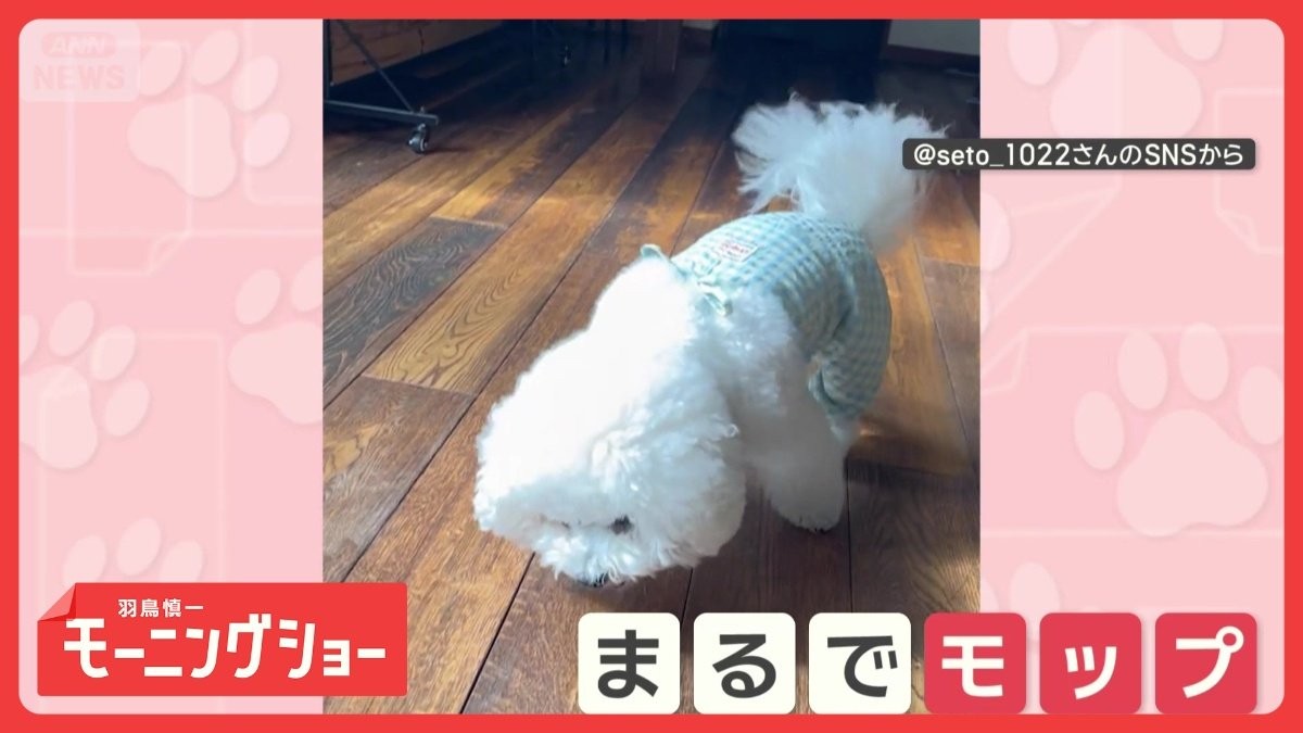 「もふもふだワン」 まるでモップ! 頭をスリスリするワンちゃん お掃除してるの?