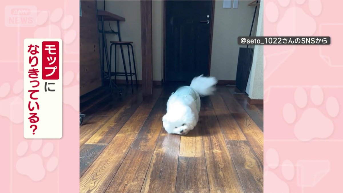 モップになりきってる?