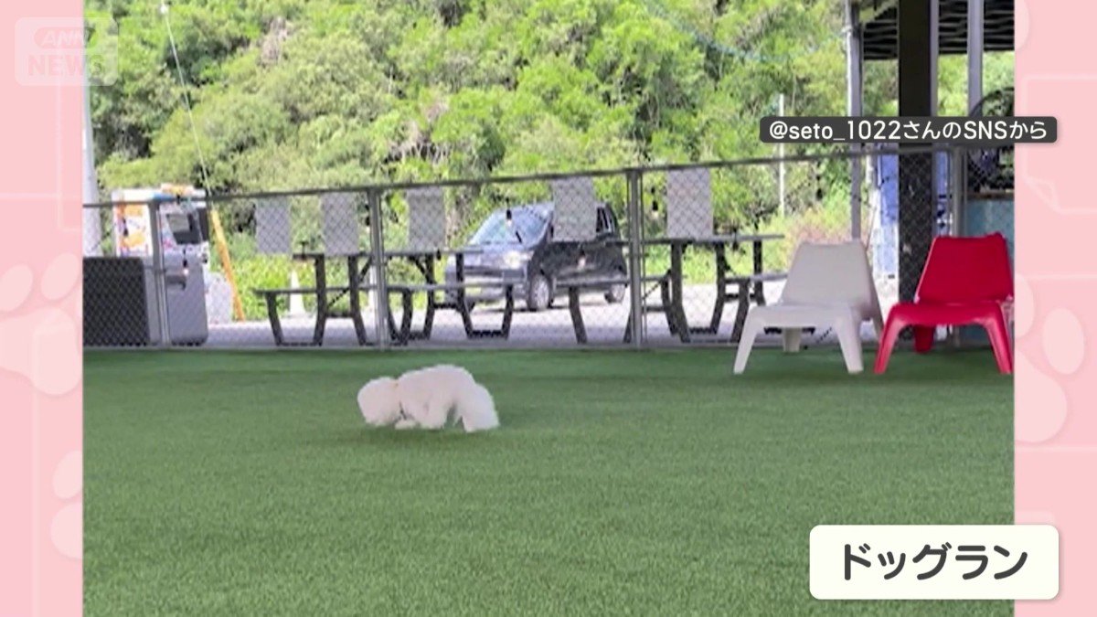 ドッグランを楽しむ