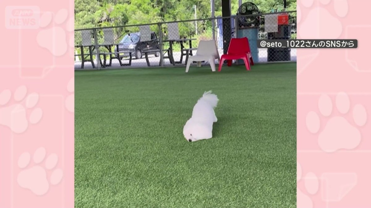 芝生に顔をうずめて進む